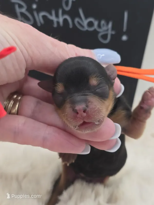 Luke – Yorkshire Terrier puppy for sale in Belleville, IL