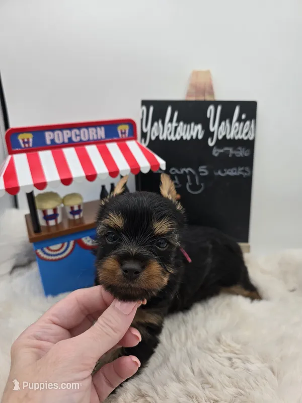 Lilly – Yorkshire Terrier puppy on hold in Belleville, IL