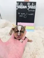 Milo, a male Yorkshire Terrier for sale in Belleville, IL – 5 of 7