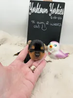 Luke, a male Yorkshire Terrier for sale in Belleville, IL – 4 of 7
