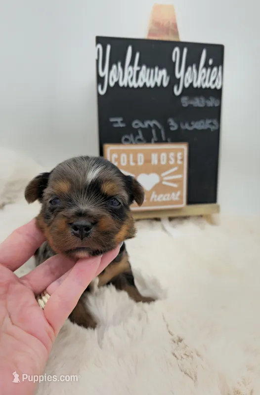 Marty – Yorkshire Terrier puppy for sale in Belleville, IL
