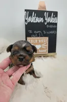 Marty, a male Yorkshire Terrier for sale in Belleville, IL – 4 of 6