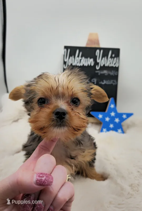 Logan – Yorkshire Terrier puppy for sale in Belleville, IL