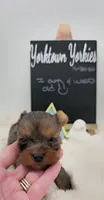 Nacho, a male Yorkshire Terrier for sale in Belleville, IL – 1 of 1