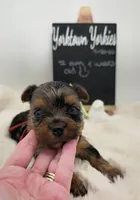 Marty, a male Yorkshire Terrier for sale in Belleville, IL – 6 of 6