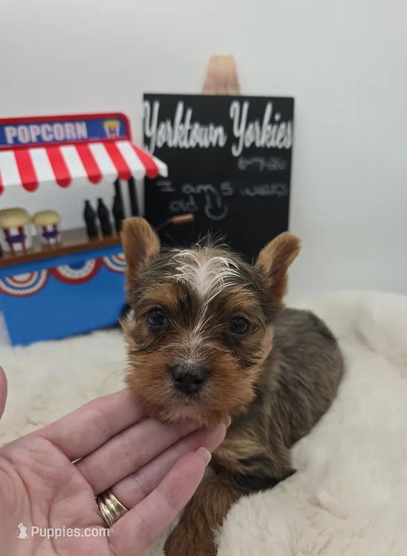 Milo – Yorkshire Terrier puppy for sale in Belleville, IL