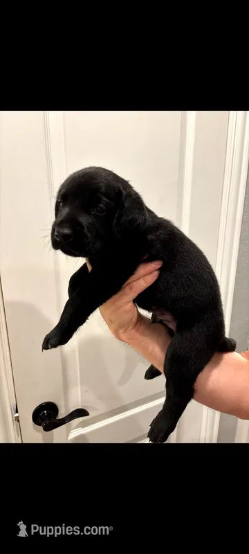 Bear – Labrador Retriever puppy for sale in Katy, TX