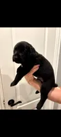 Bear, a male Labrador Retriever for sale in Katy, TX – 1 of 8