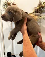 Archie , a male Labrador Retriever for sale in Katy, TX – 1 of 5