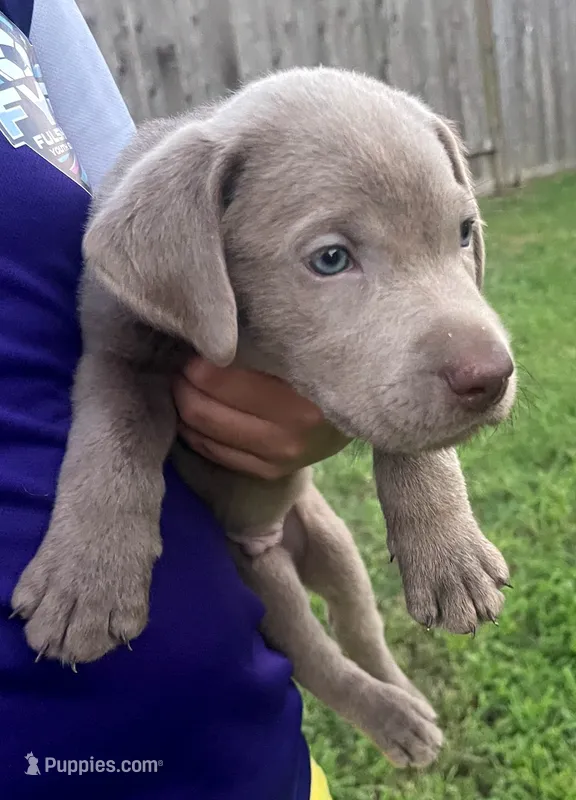 Muffin  – Labrador Retriever puppy for sale in Katy, TX