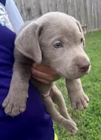 Muffin , a male Labrador Retriever for sale in Katy, TX – 1 of 4