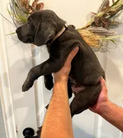 Blue, a male Labrador Retriever for sale in Katy, TX – 5 of 6