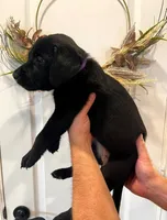 Dixie, a female Labrador Retriever for sale in Katy, TX – 2 of 5