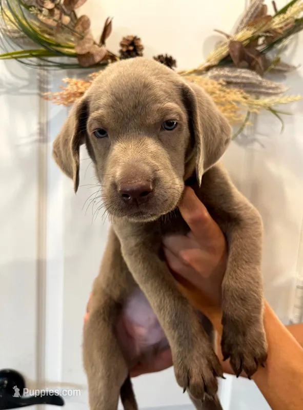 Muffin  – Labrador Retriever puppy for sale in Katy, TX
