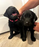 Luna, a female Labrador Retriever for sale in Katy, TX – 4 of 8