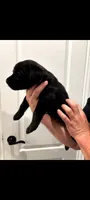 Dixie, a female Labrador Retriever for sale in Katy, TX – 2 of 6