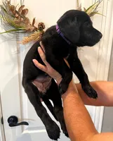 Dixie, a female Labrador Retriever for sale in Katy, TX – 2 of 5
