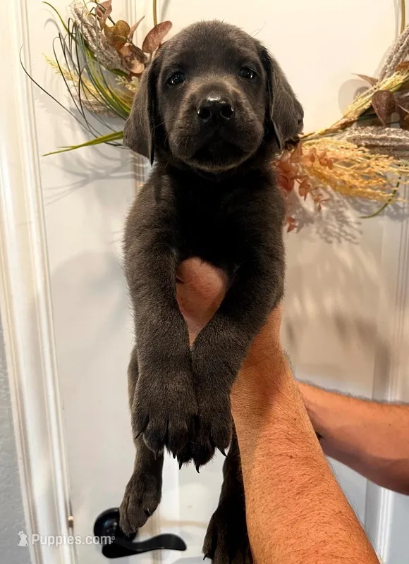 Blue – Labrador Retriever puppy for sale in Katy, TX