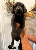 Blue, a male Labrador Retriever for sale in Katy, TX – 1 of 6