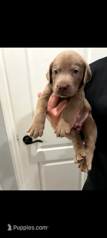 Archie – Labrador Retriever puppy for sale in Katy, TX