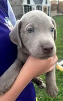Archie, a male Labrador Retriever for sale in Katy, TX – 1 of 5