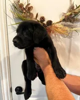 Luna, a female Labrador Retriever for sale in Katy, TX – 3 of 4