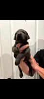 Stitch, a male Labrador Retriever for sale in Katy, TX – 2 of 4