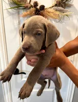 Muffin , a male Labrador Retriever for sale in Katy, TX – 2 of 6
