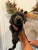 Blue, a male Labrador Retriever for sale in Katy, TX – 2 of 6