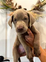 Muffin , a male Labrador Retriever for sale in Katy, TX – 1 of 6