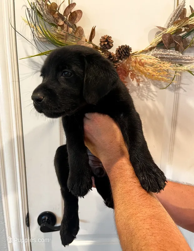 Dixie – Labrador Retriever puppy for sale in Katy, TX