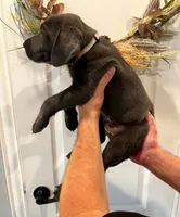 Blue, a male Labrador Retriever for sale in Katy, TX – 3 of 6