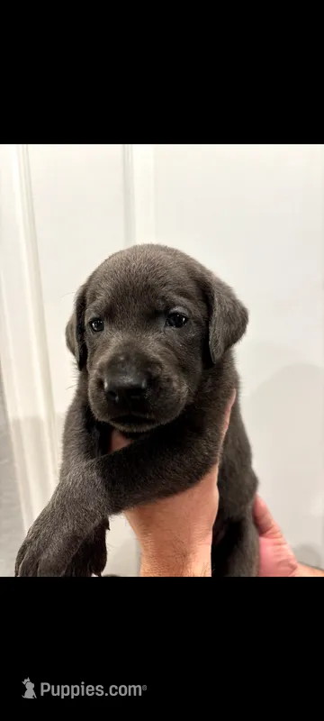 Blue – Labrador Retriever puppy for sale in Katy, TX
