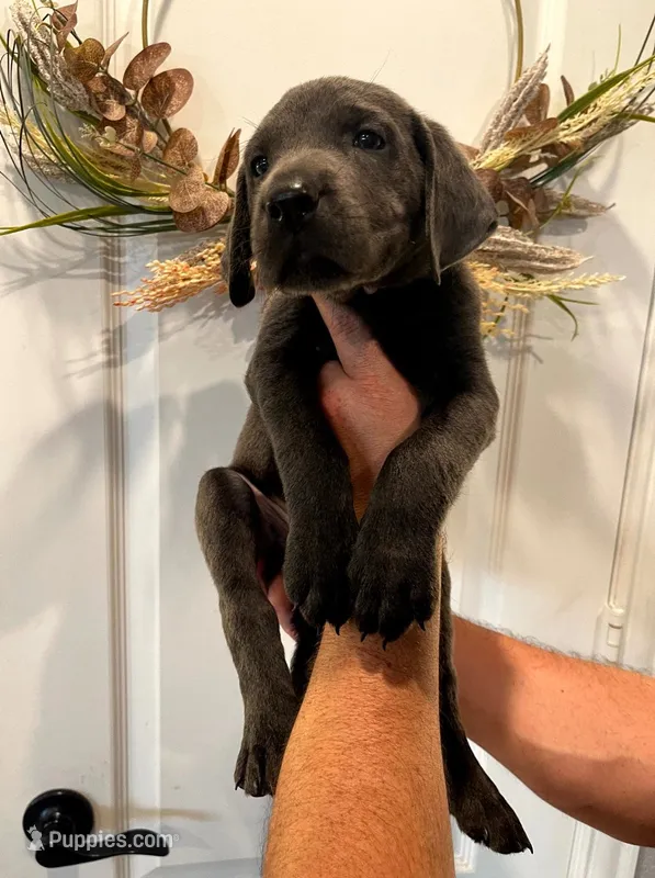 Blue – Labrador Retriever puppy for sale in Katy, TX