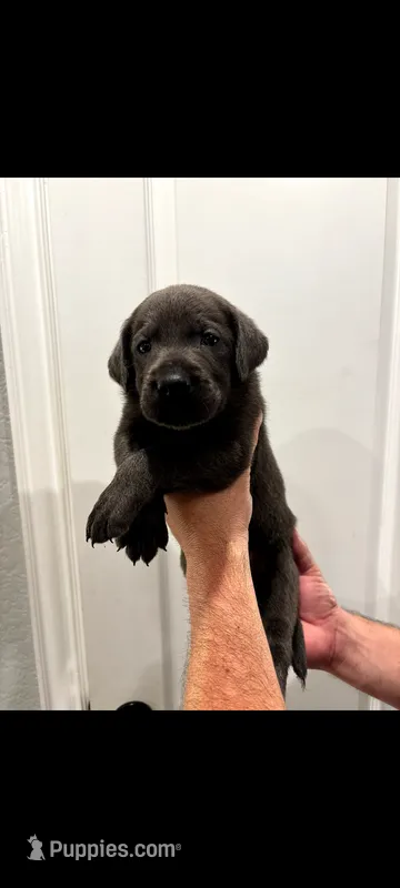 Stitch – Labrador Retriever puppy for sale in Katy, TX