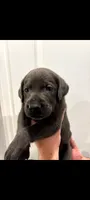 Blue, a male Labrador Retriever for sale in Katy, TX – 2 of 4