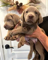 Archie , a male Labrador Retriever for sale in Katy, TX – 4 of 5
