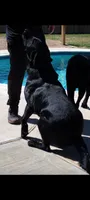 Bear, a male Labrador Retriever for sale in Katy, TX – 5 of 8