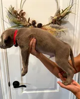 Muffin , a male Labrador Retriever for sale in Katy, TX – 2 of 6