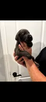 Blue, a male Labrador Retriever for sale in Katy, TX – 3 of 4