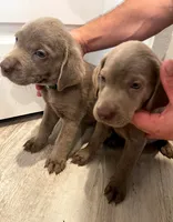 Muffin , a male Labrador Retriever for sale in Katy, TX – 6 of 6