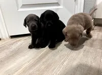 Muffin , a male Labrador Retriever for sale in Katy, TX – 2 of 10