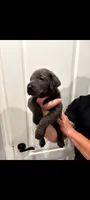 Stitch, a male Labrador Retriever for sale in Katy, TX – 2 of 9
