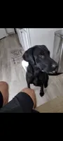 Blue, a male Labrador Retriever for sale in Katy, TX – 8 of 8