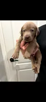 Muffin , a male Labrador Retriever for sale in Katy, TX – 2 of 4
