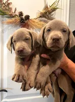 Muffin , a male Labrador Retriever for sale in Katy, TX – 5 of 6