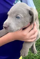 Archie, a male Labrador Retriever for sale in Katy, TX – 3 of 5