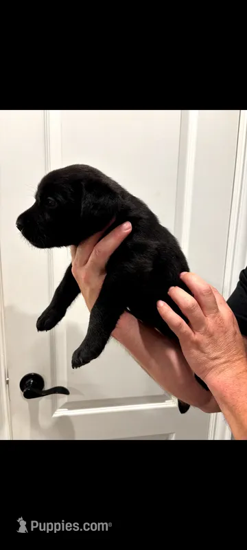 Dixie – Labrador Retriever puppy for sale in Katy, TX