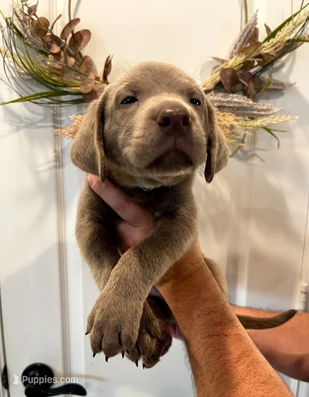 Archie – Labrador Retriever puppy for sale in Katy, TX