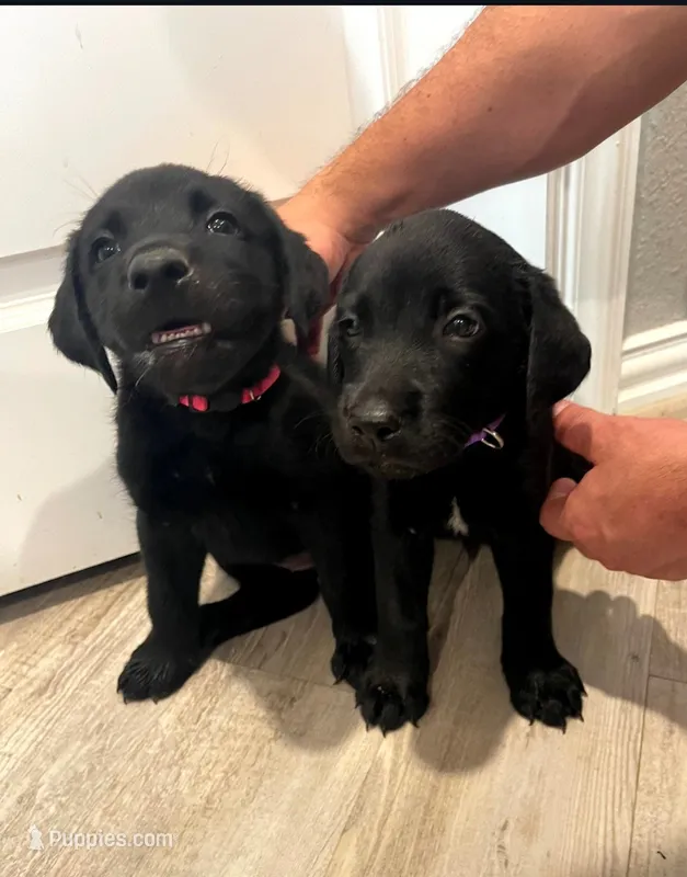 Luna – Labrador Retriever puppy for sale in Katy, TX